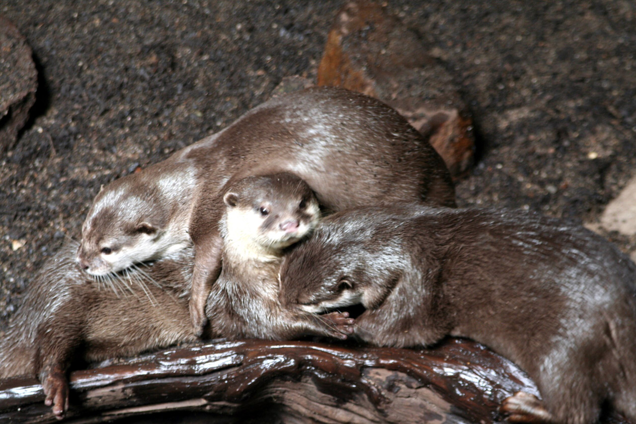 clawed otter short free photo
