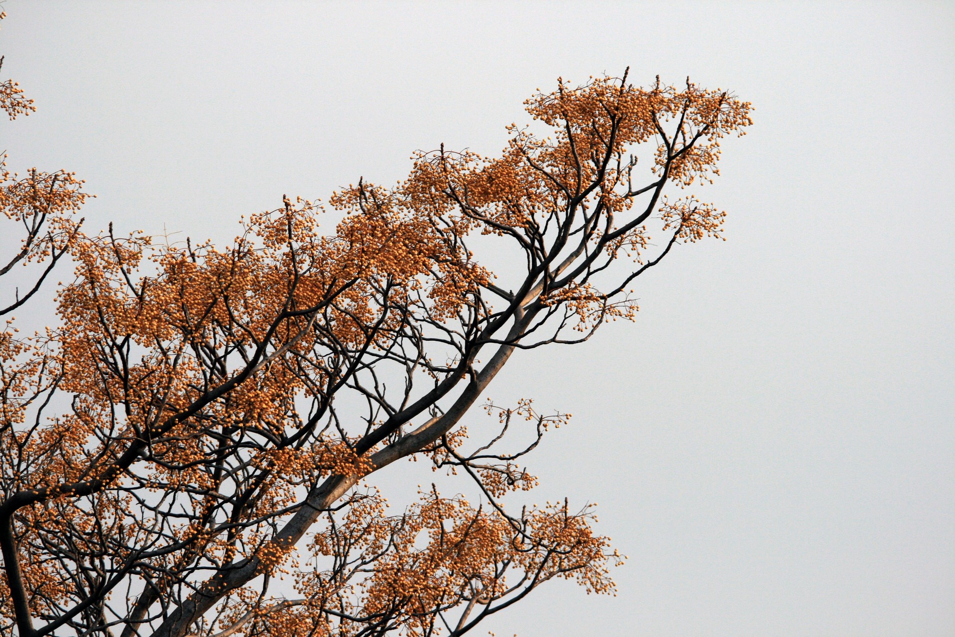 tree seringa seeds free photo