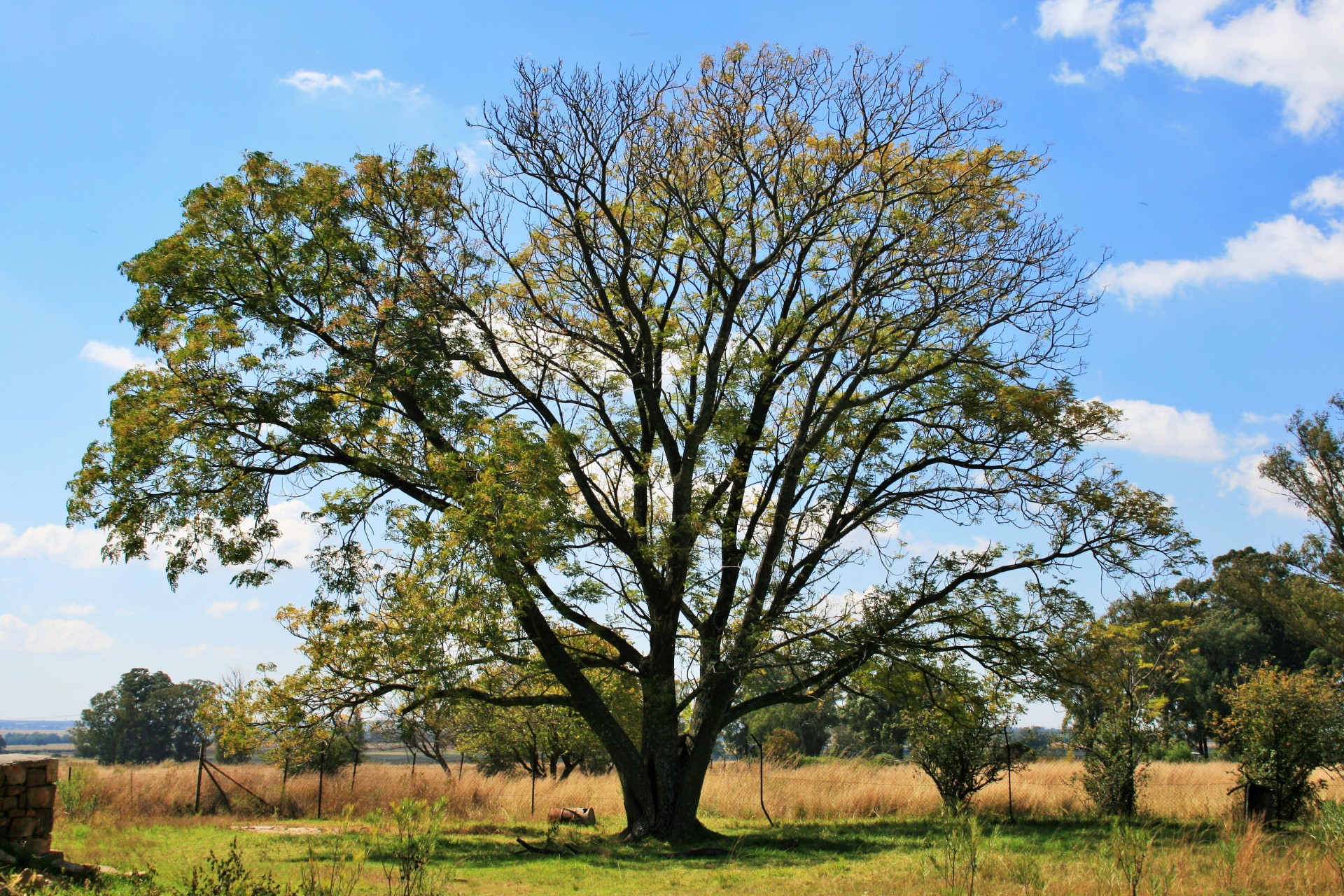 tree seringa invasive free photo