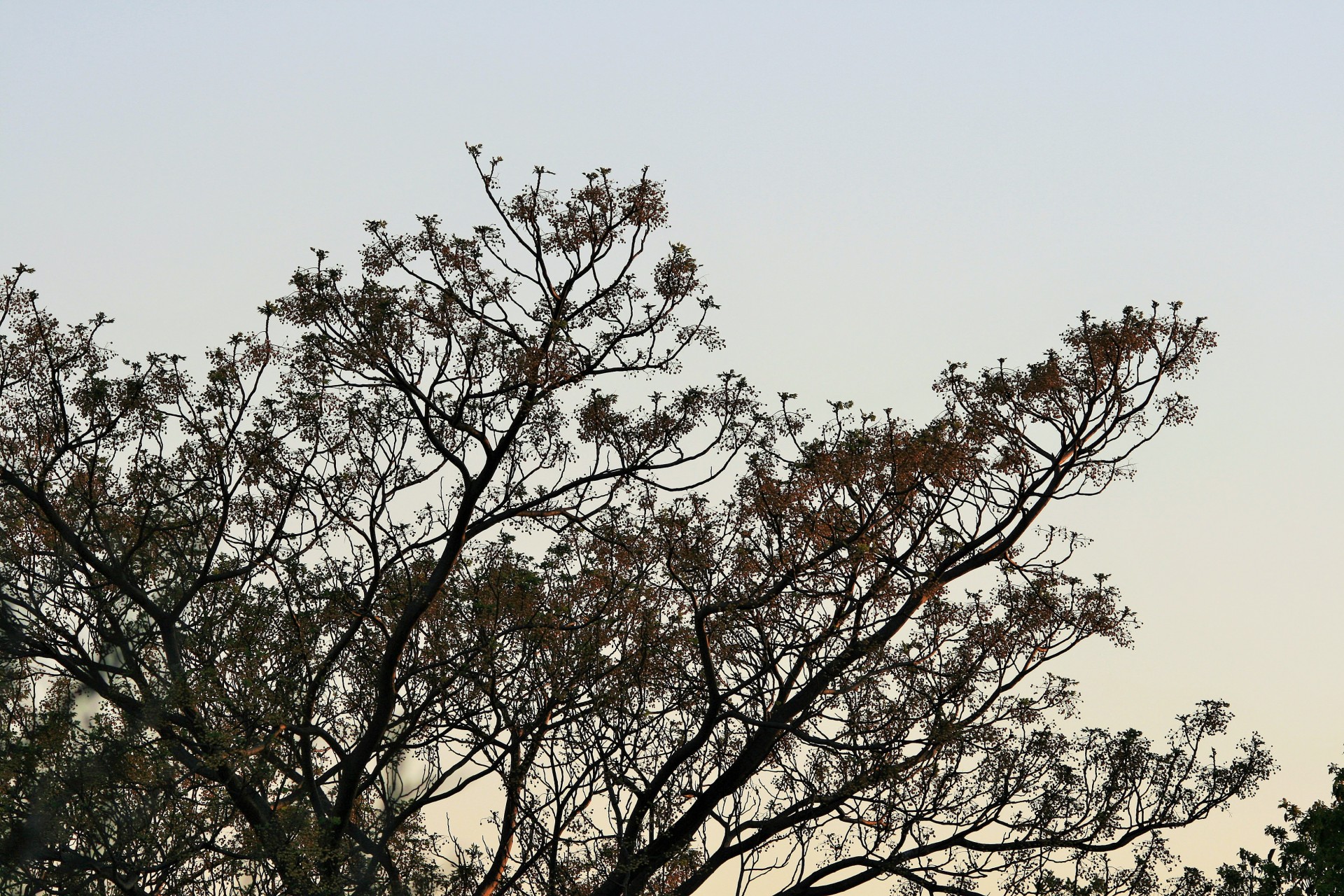 tree seringa spring free photo