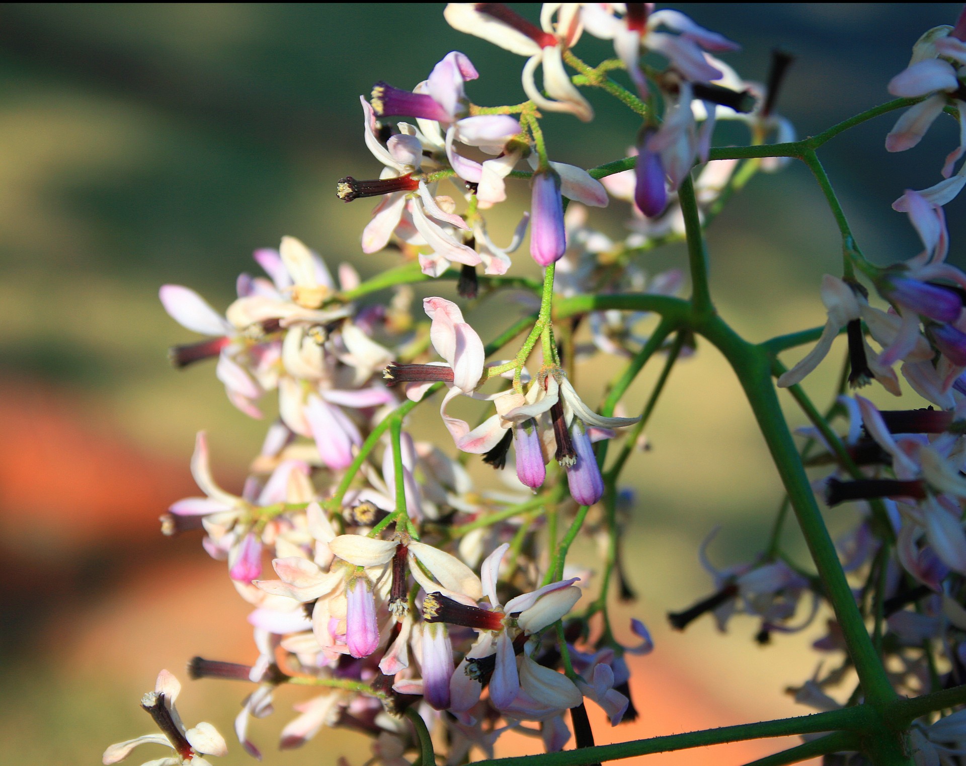 flowers white purple free photo