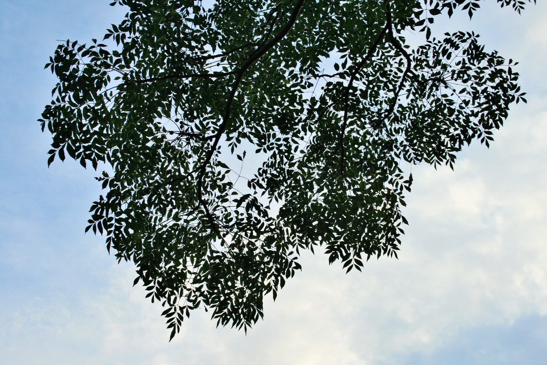 tree seringa branch free photo