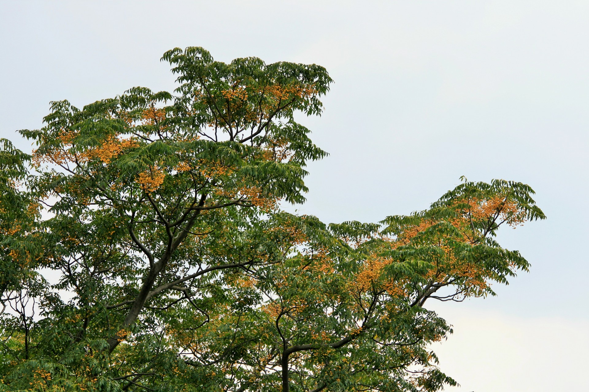 tree seringa foliage free photo