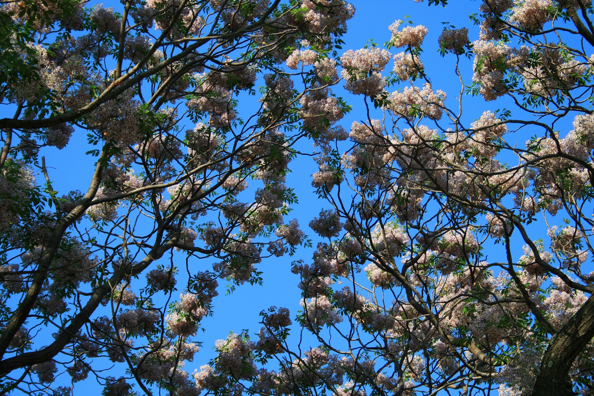 tree flowers sky free photo