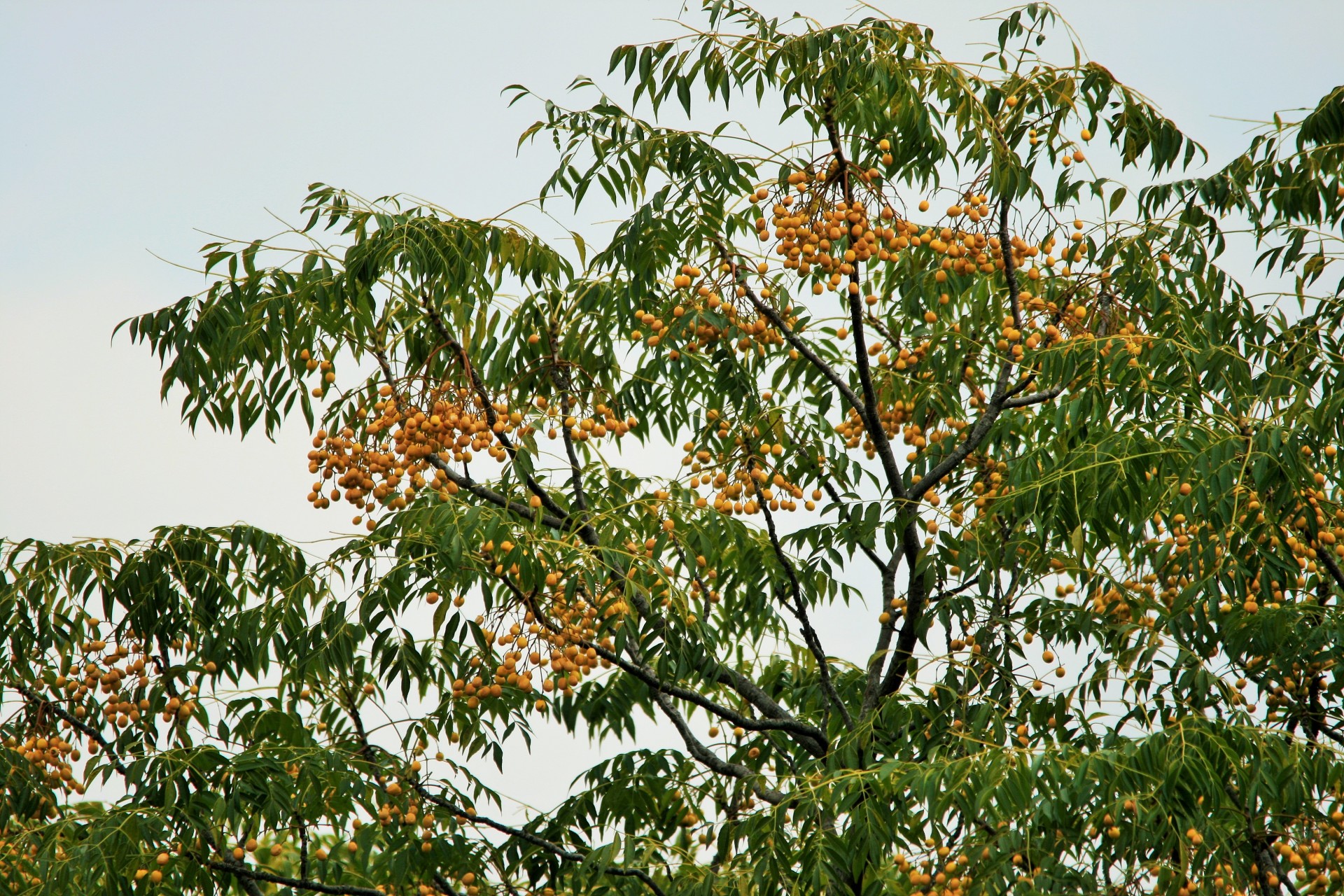 tree seringa foliage free photo