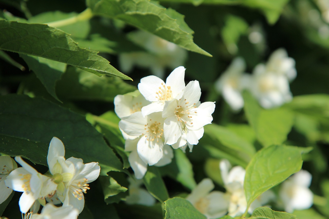 seringas  mock-orange  seringat free photo