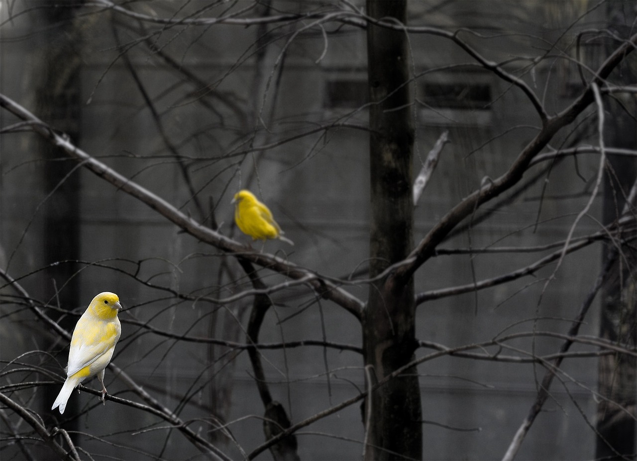 serins birds yellow free photo