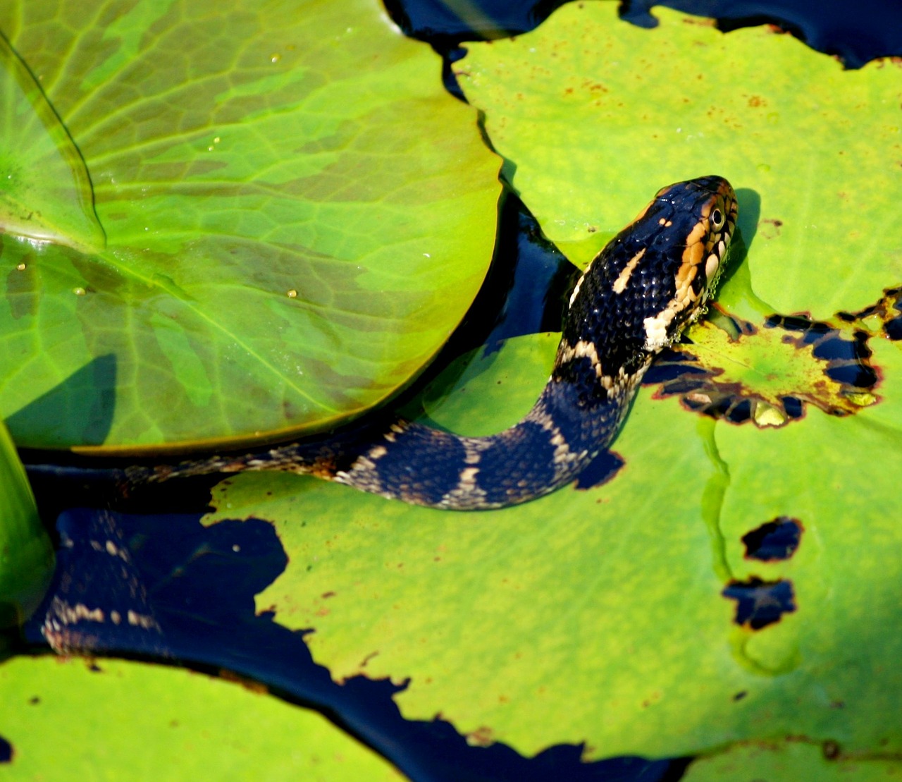 serpent predator pond free photo