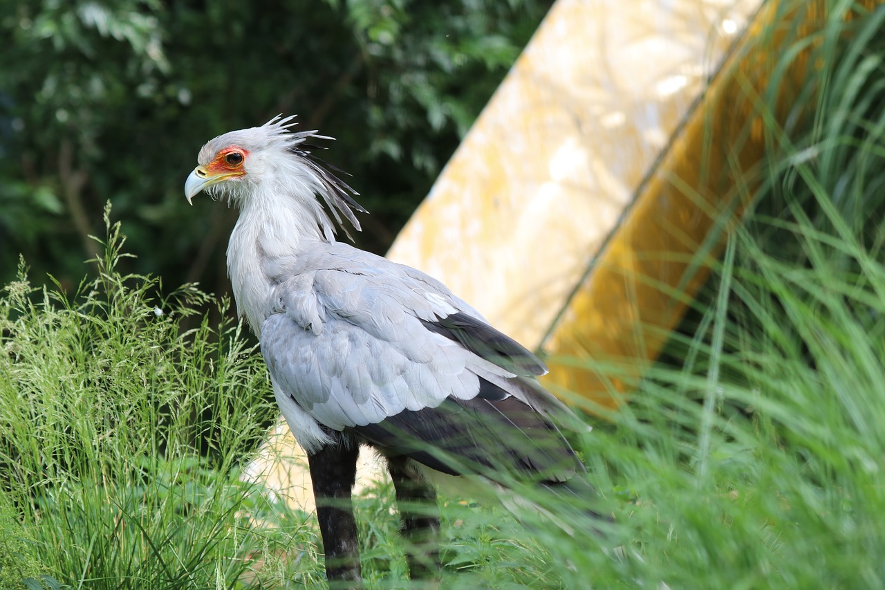 serpent eagle raptor eagle free photo