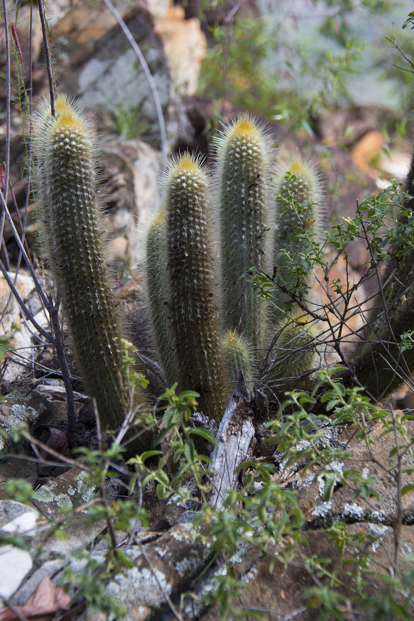 serrated minas cactus free photo