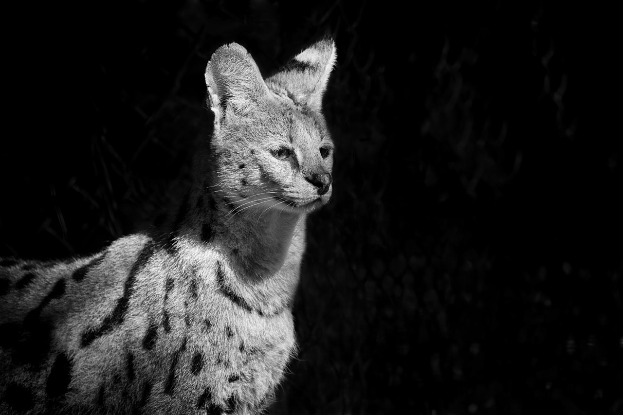 serval wildcat african free photo