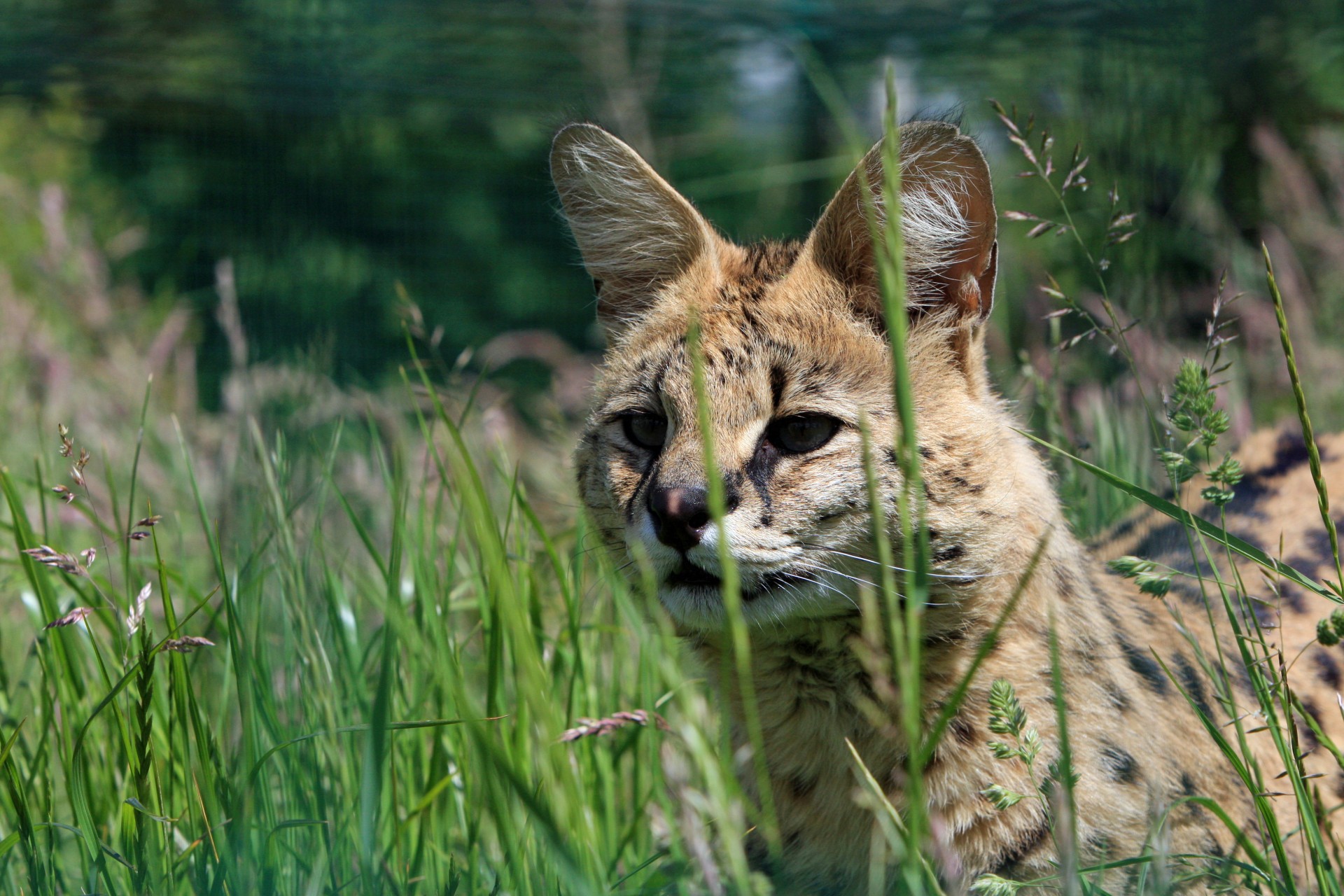 serval animal cat free photo
