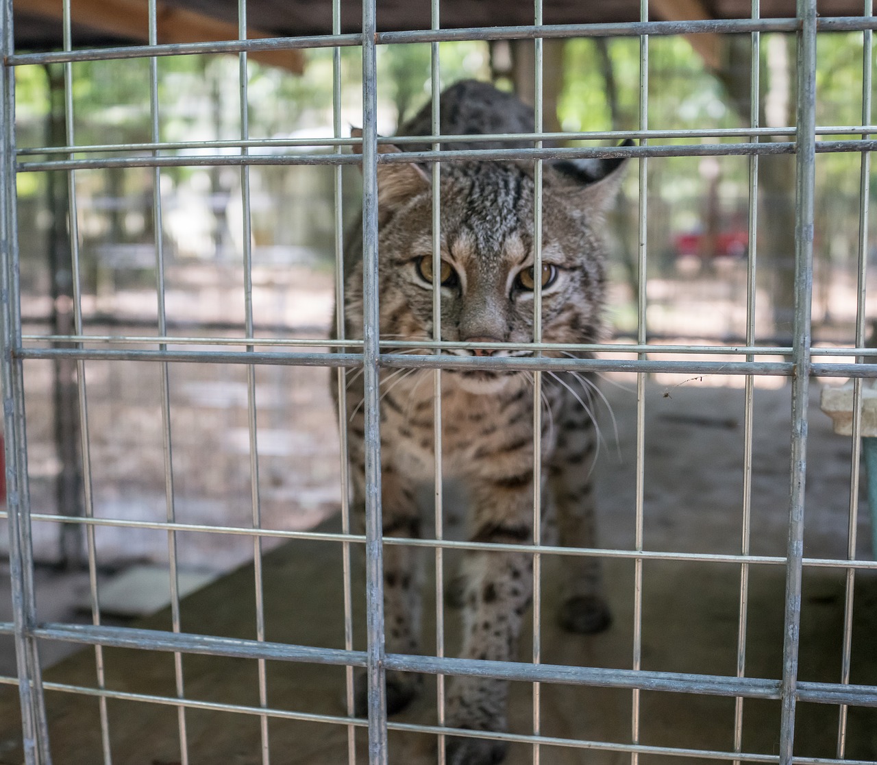 serval  big cat  rescue free photo