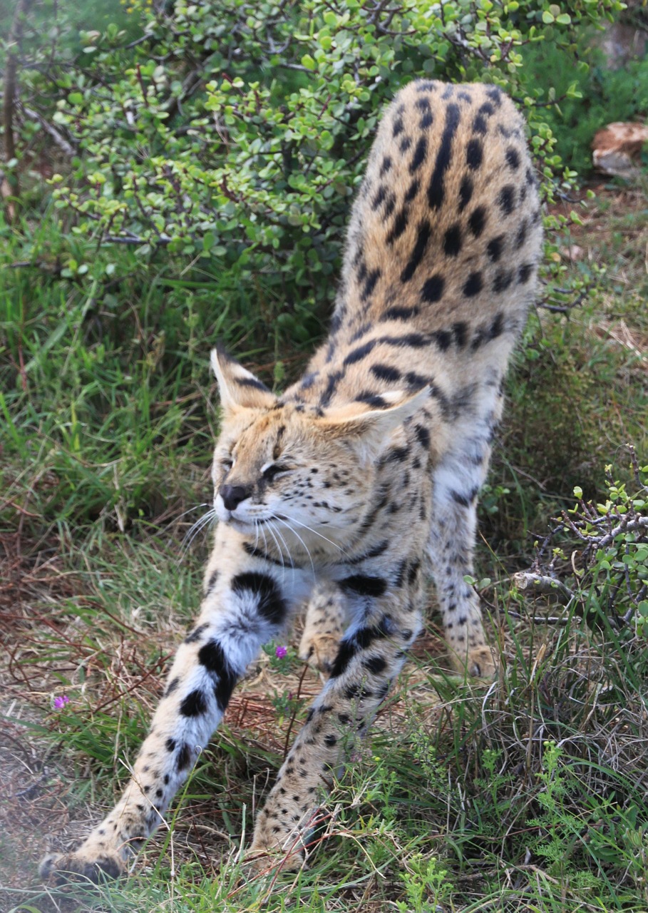 serval cat predator free photo