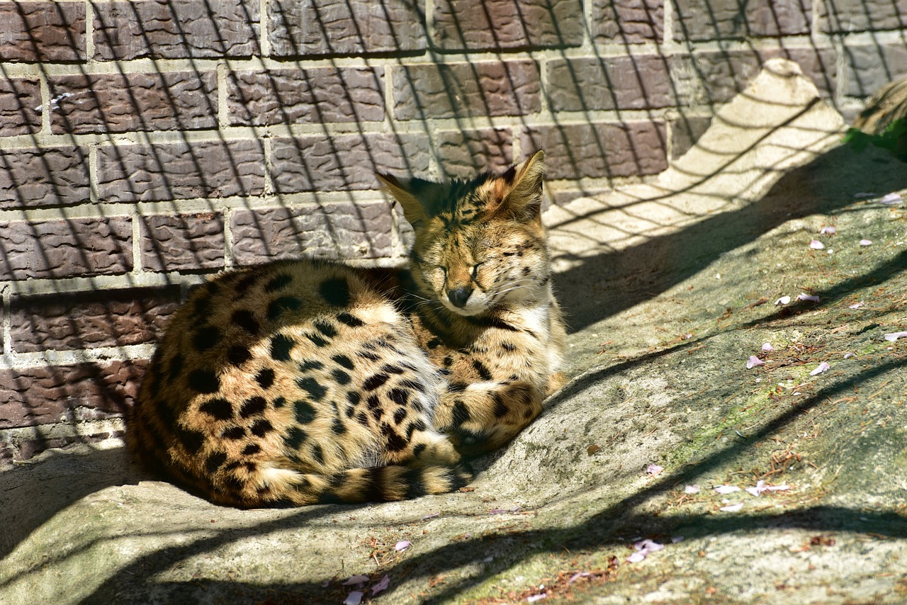 serval wild cat head drawing free photo