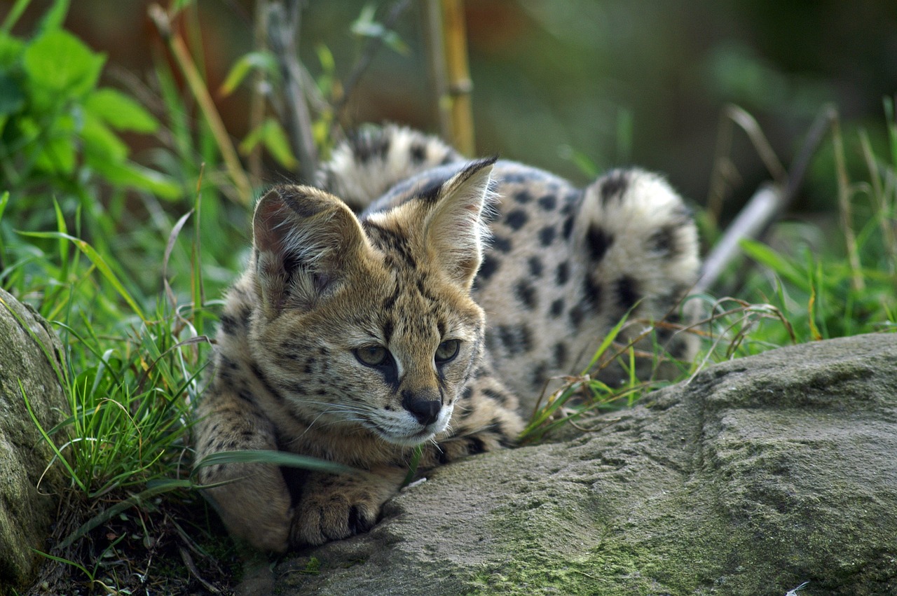 serval small cat wildcat free photo