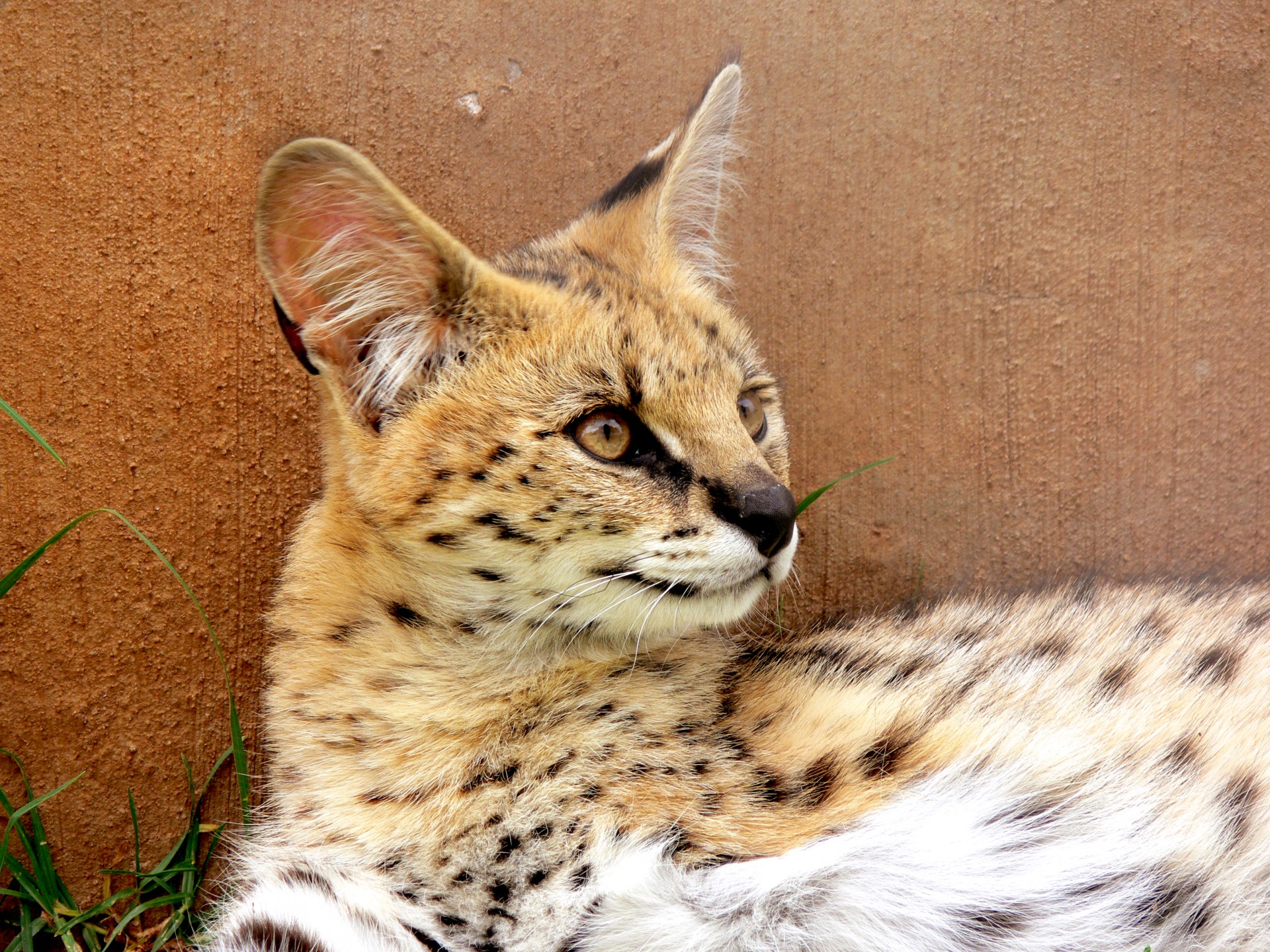 serval profile feline free photo