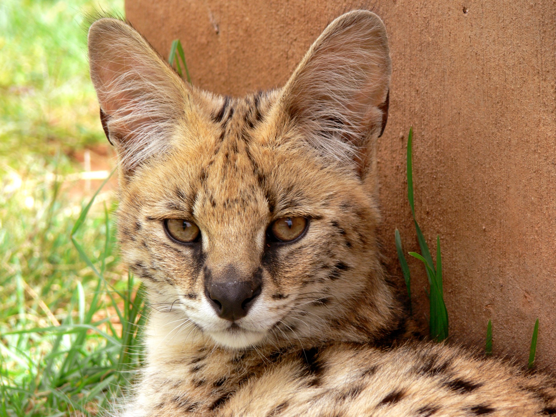 serval wildcat feline free photo