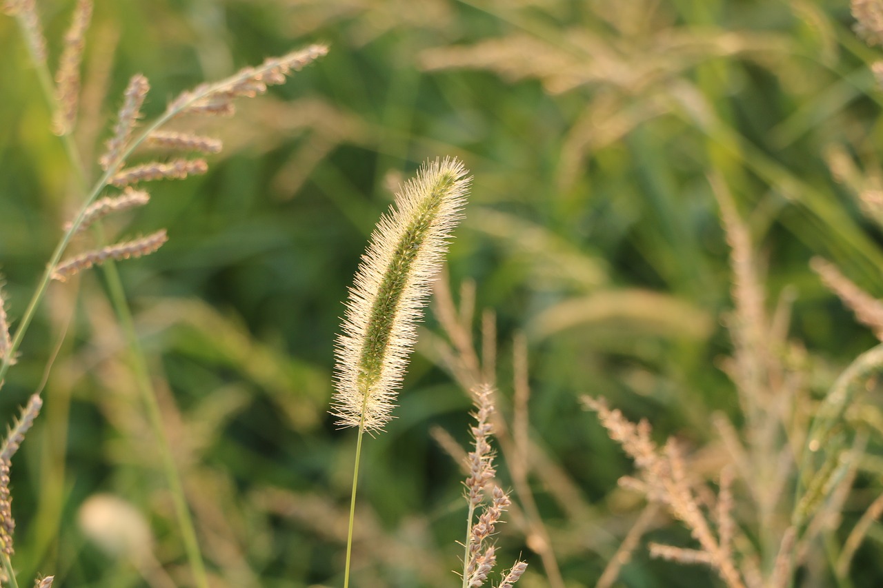 setaria viridis plush grass cashmere wool-grass free photo