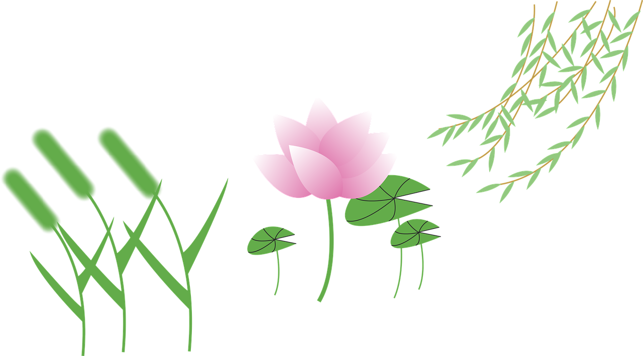 setaria viridis cartoon lotus free photo
