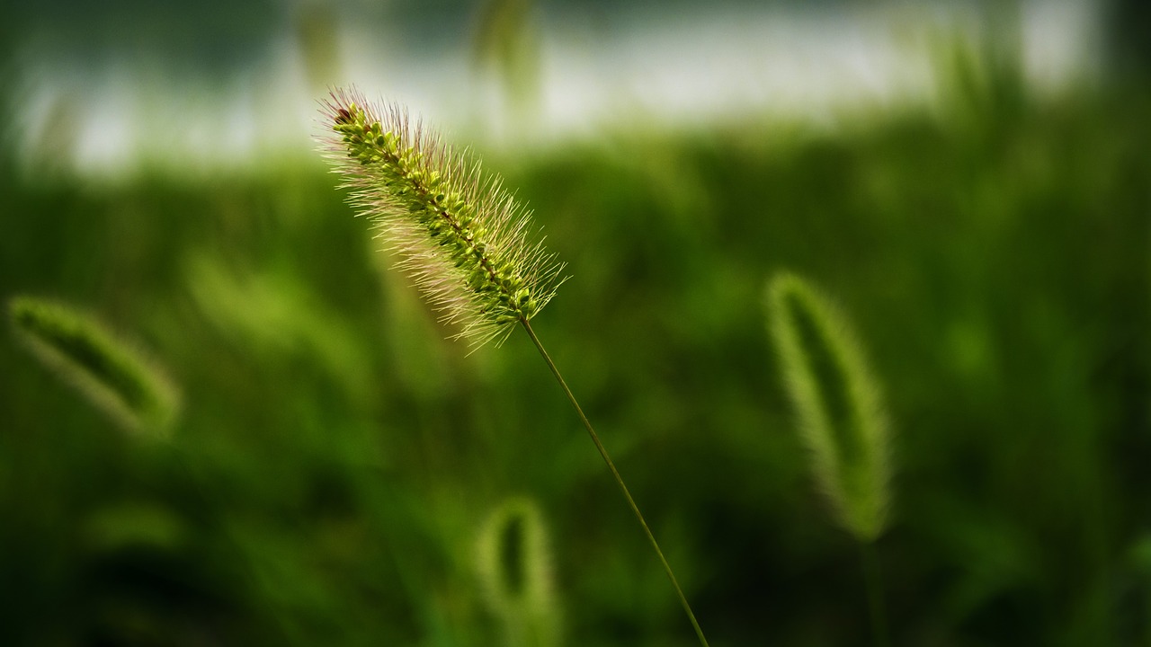 setaria viridis grass plant free photo