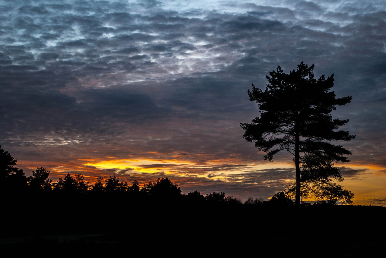 setting sun cloudy sky tree free photo