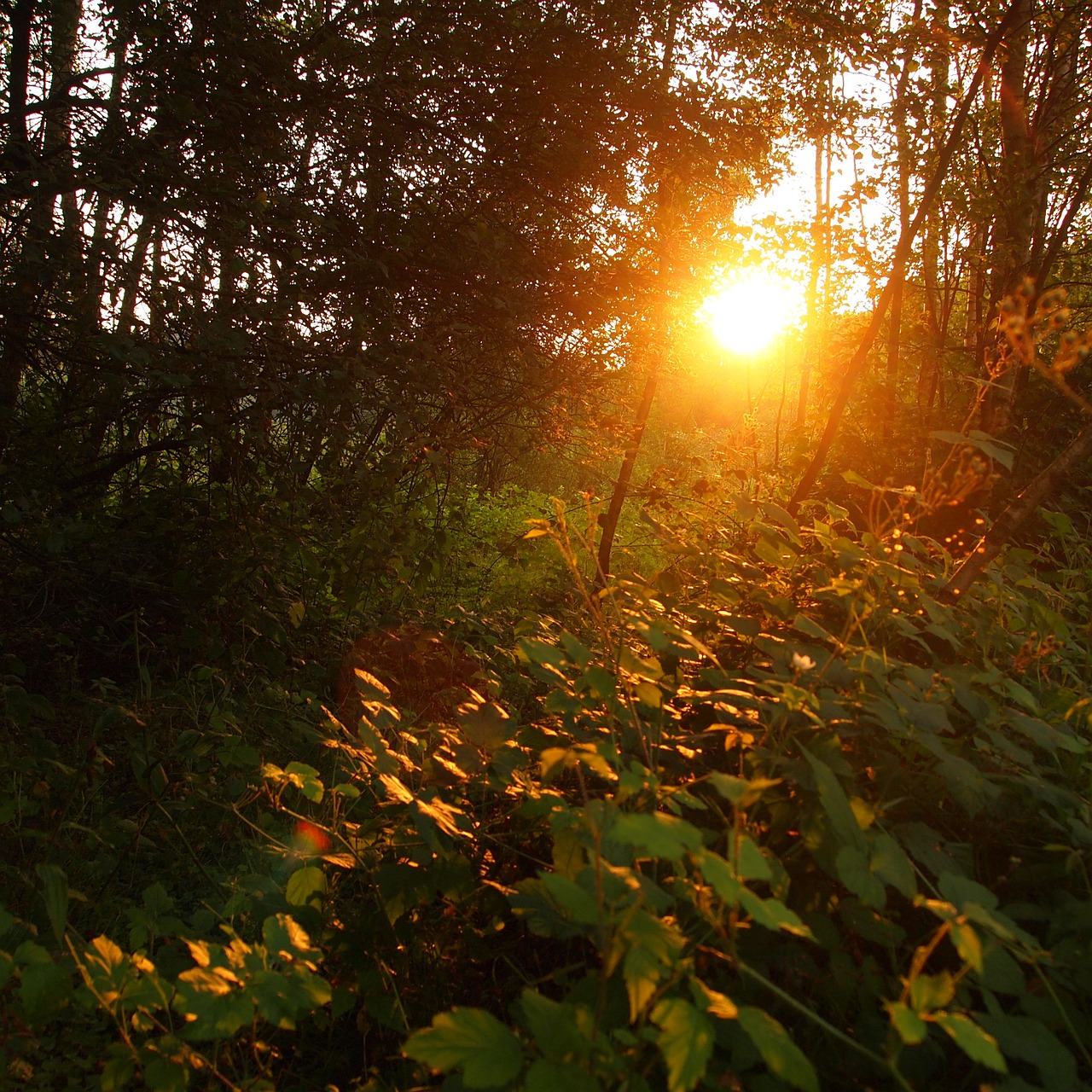 setting sun forest leaves free photo