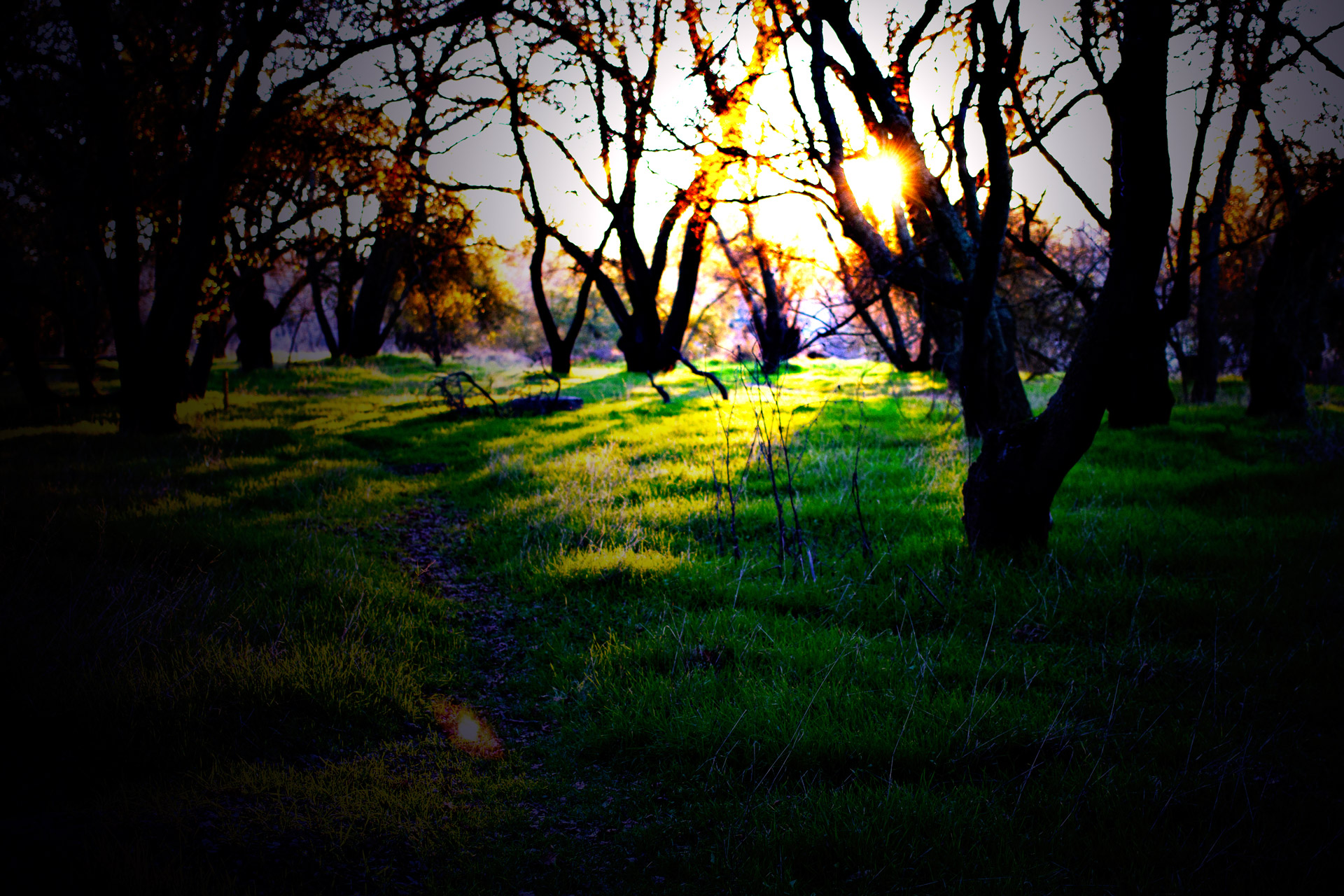 trees grass setting sun free photo