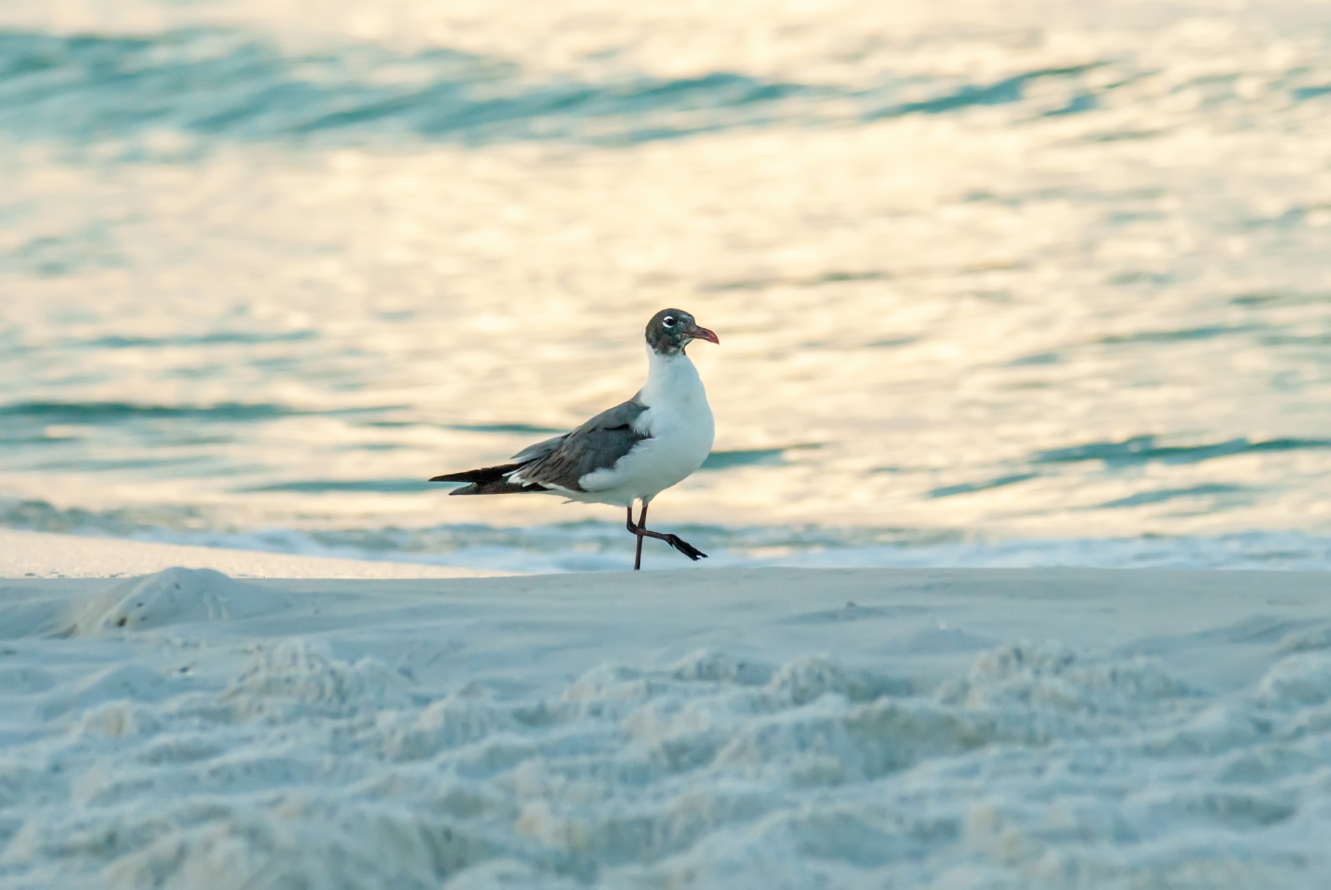 seagull beach seagull on the beach free photo