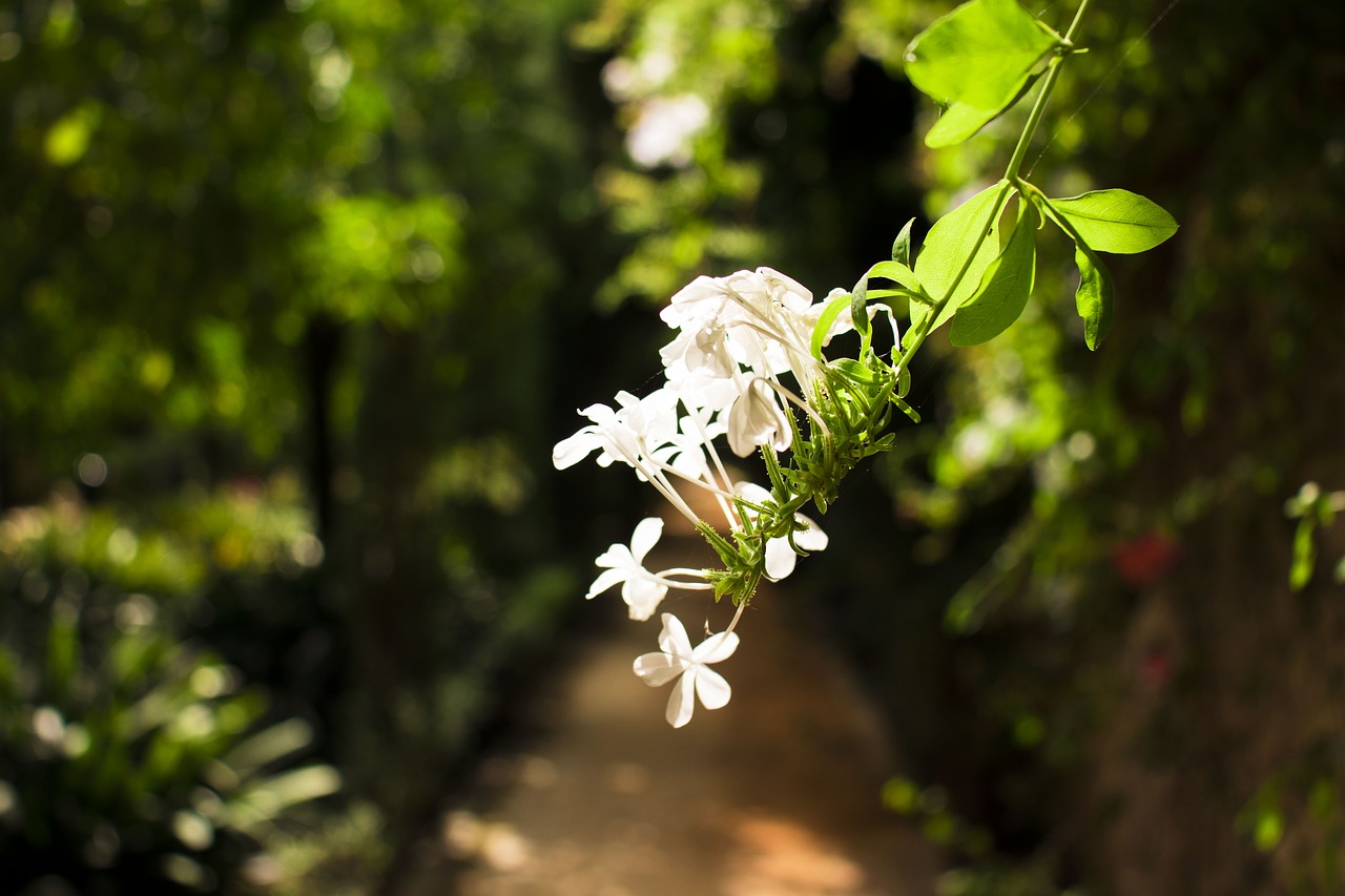 sevilla  flower  white flower free photo