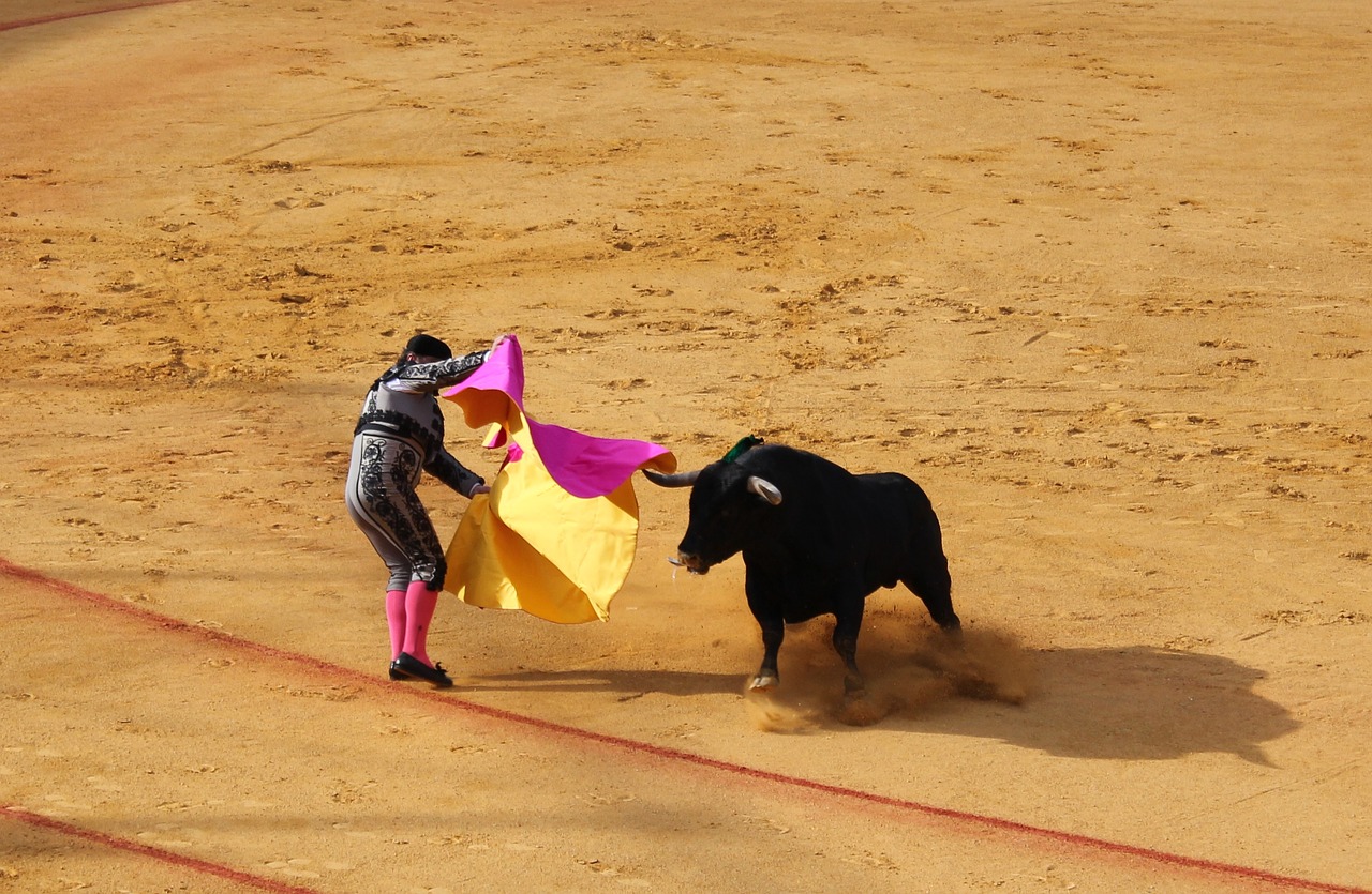seville bull fighting bull free photo