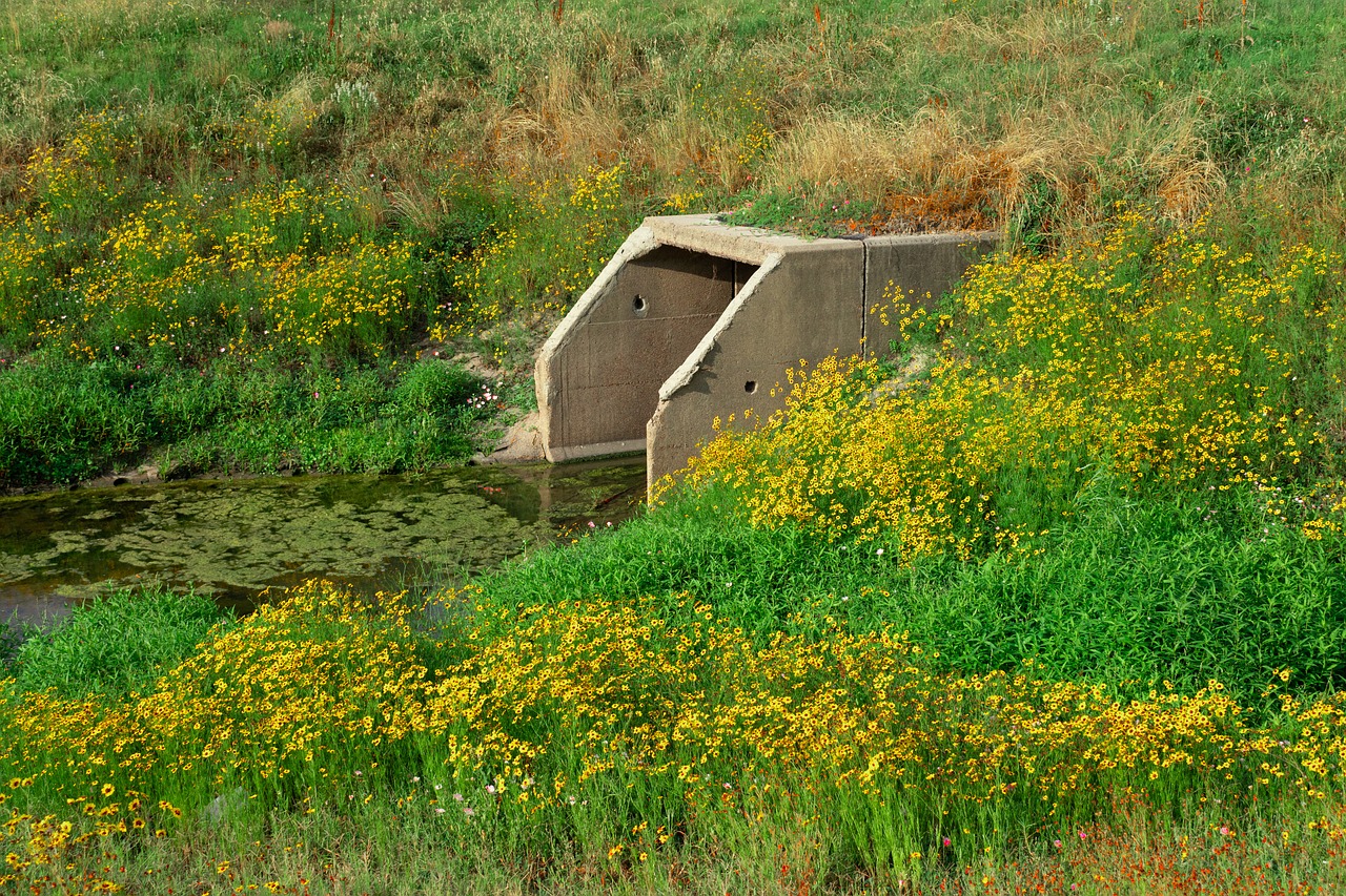 sewage pipe  wild flowers  wastewater free photo