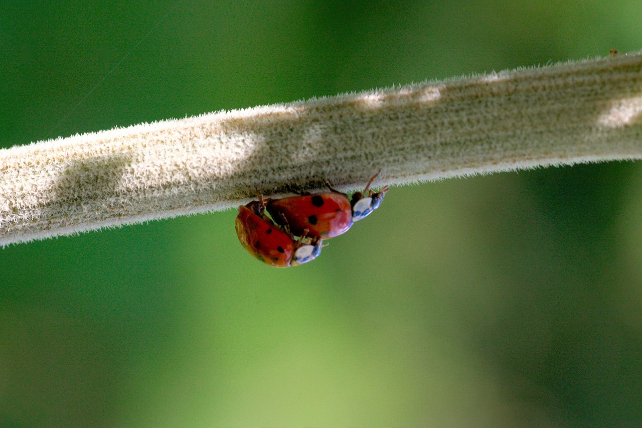sex ladybug beetle free photo