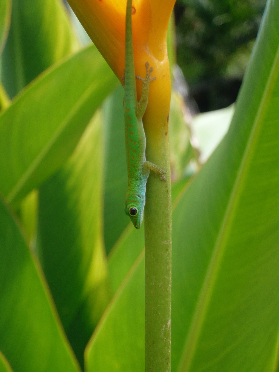 seychelles gecko green gecko free photo