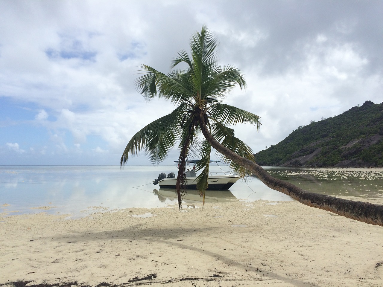 seychelles holiday palm trees free photo