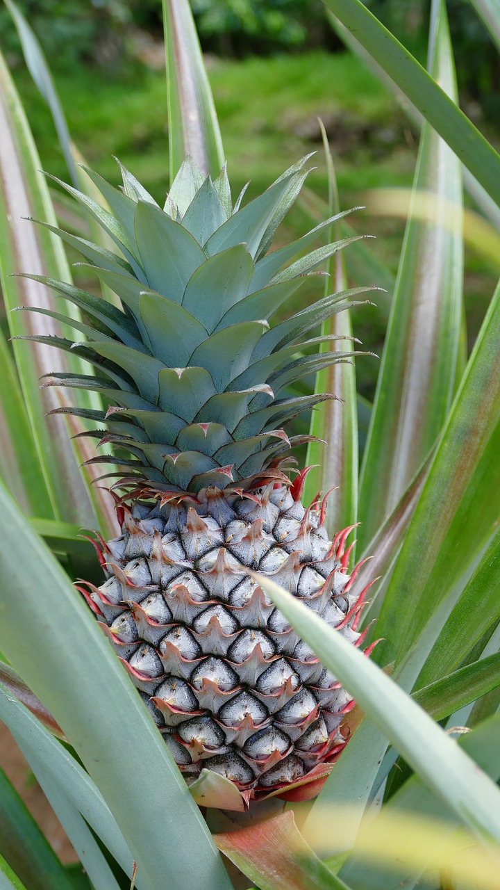 seychelles mahé pineapple free photo