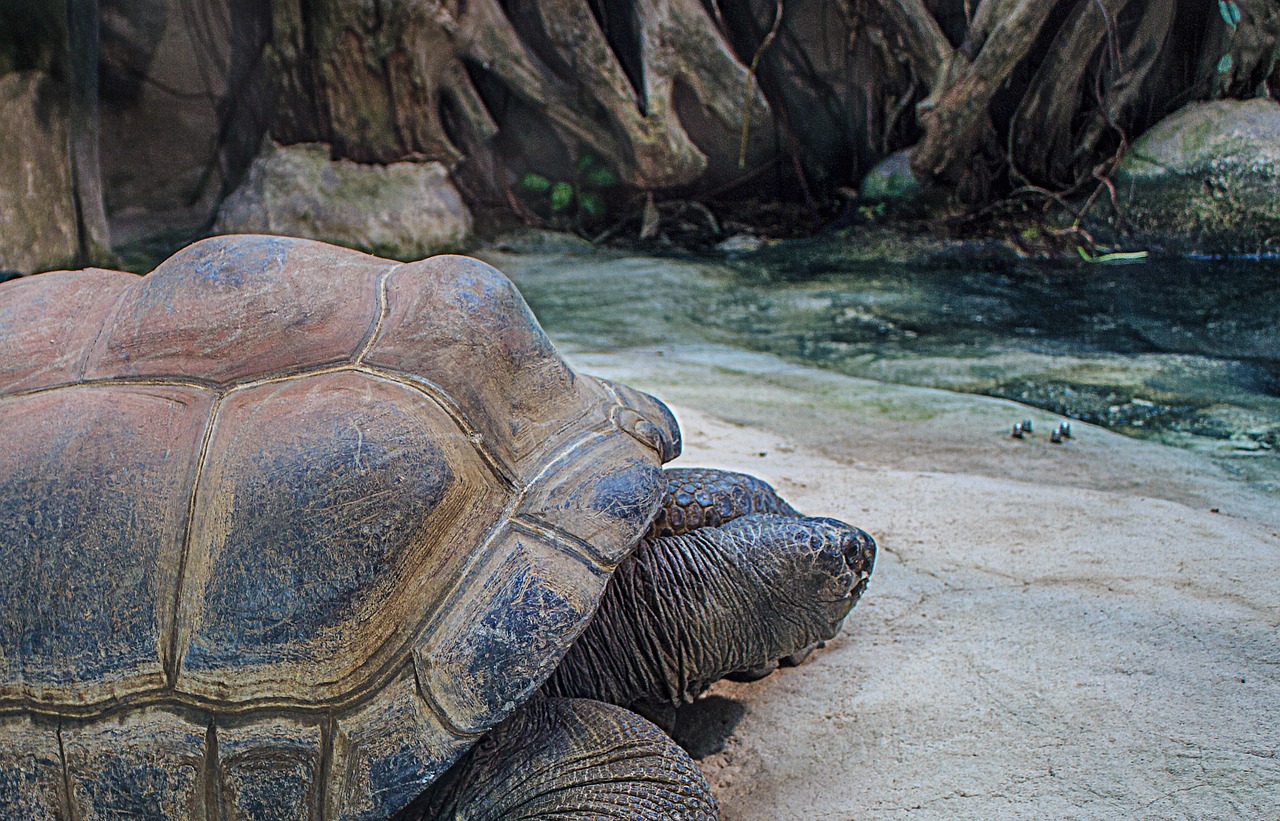 seychelles giant tortoises giant tortoises aldabrachelys gigantea free photo