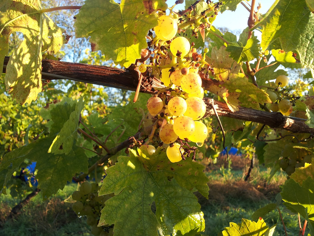 seyval blanc white wine english wine free photo