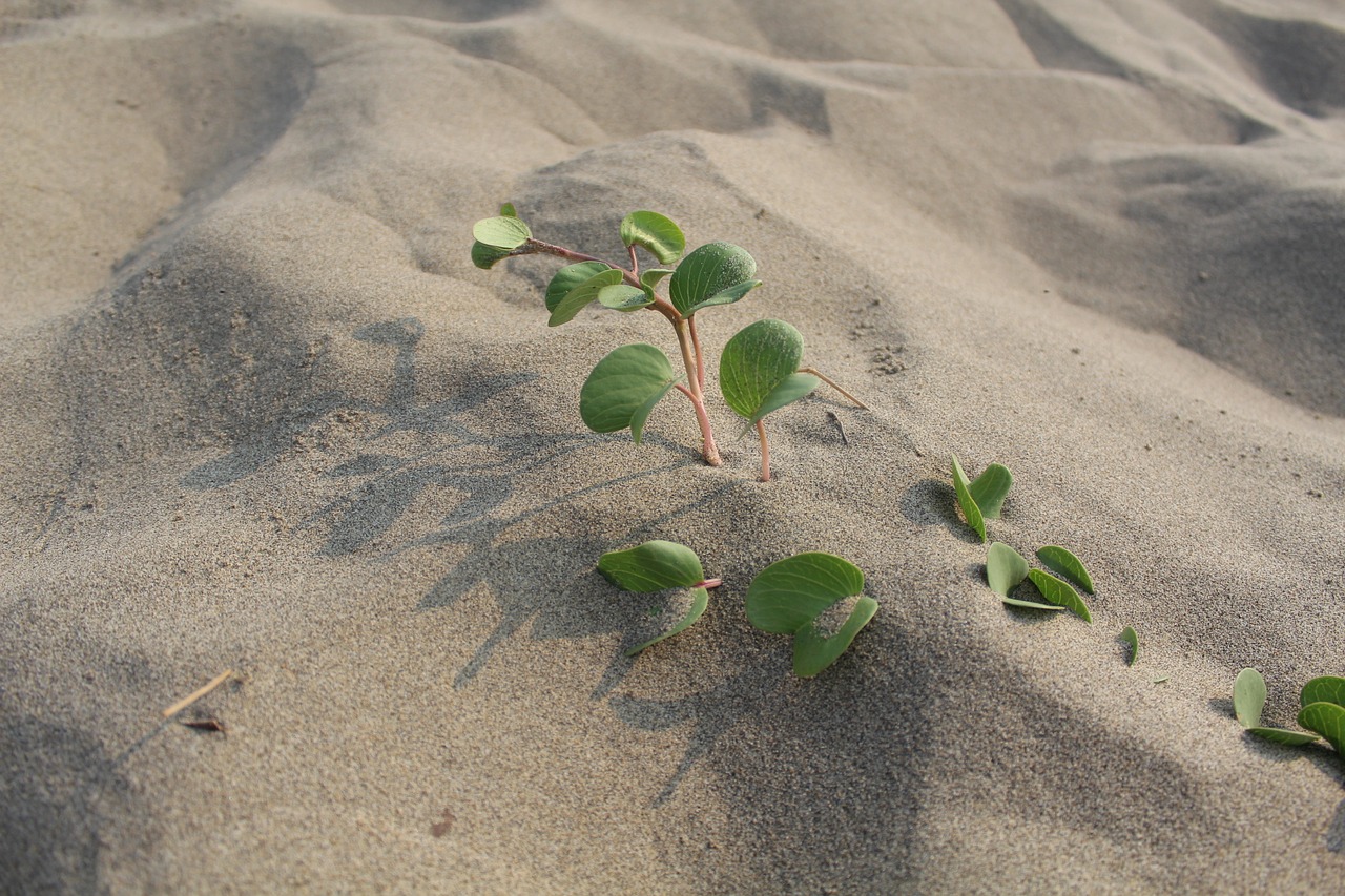 sha sand beach foliage free photo