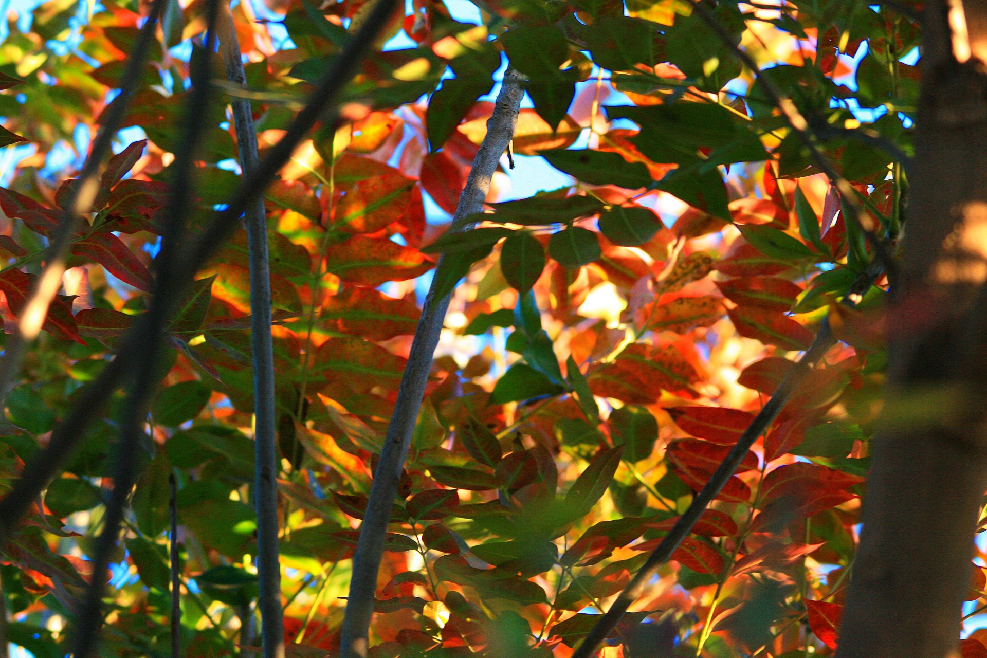 foliage green red free photo