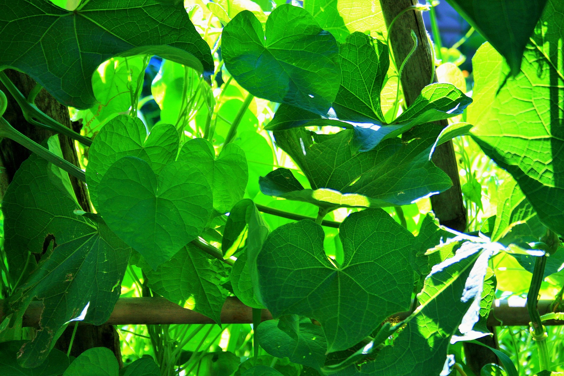 leaves green translucent free photo