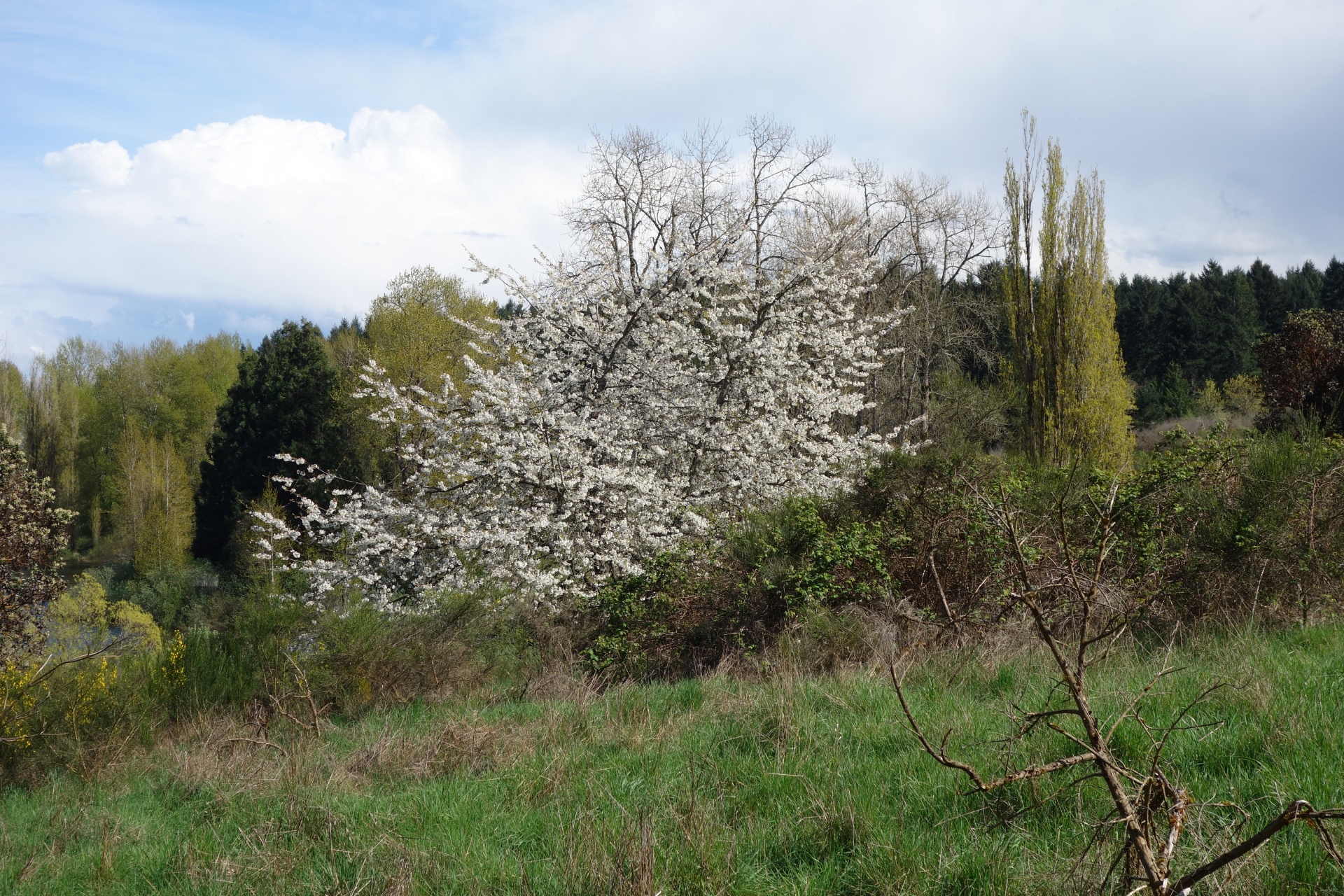 trees bushes forest free photo