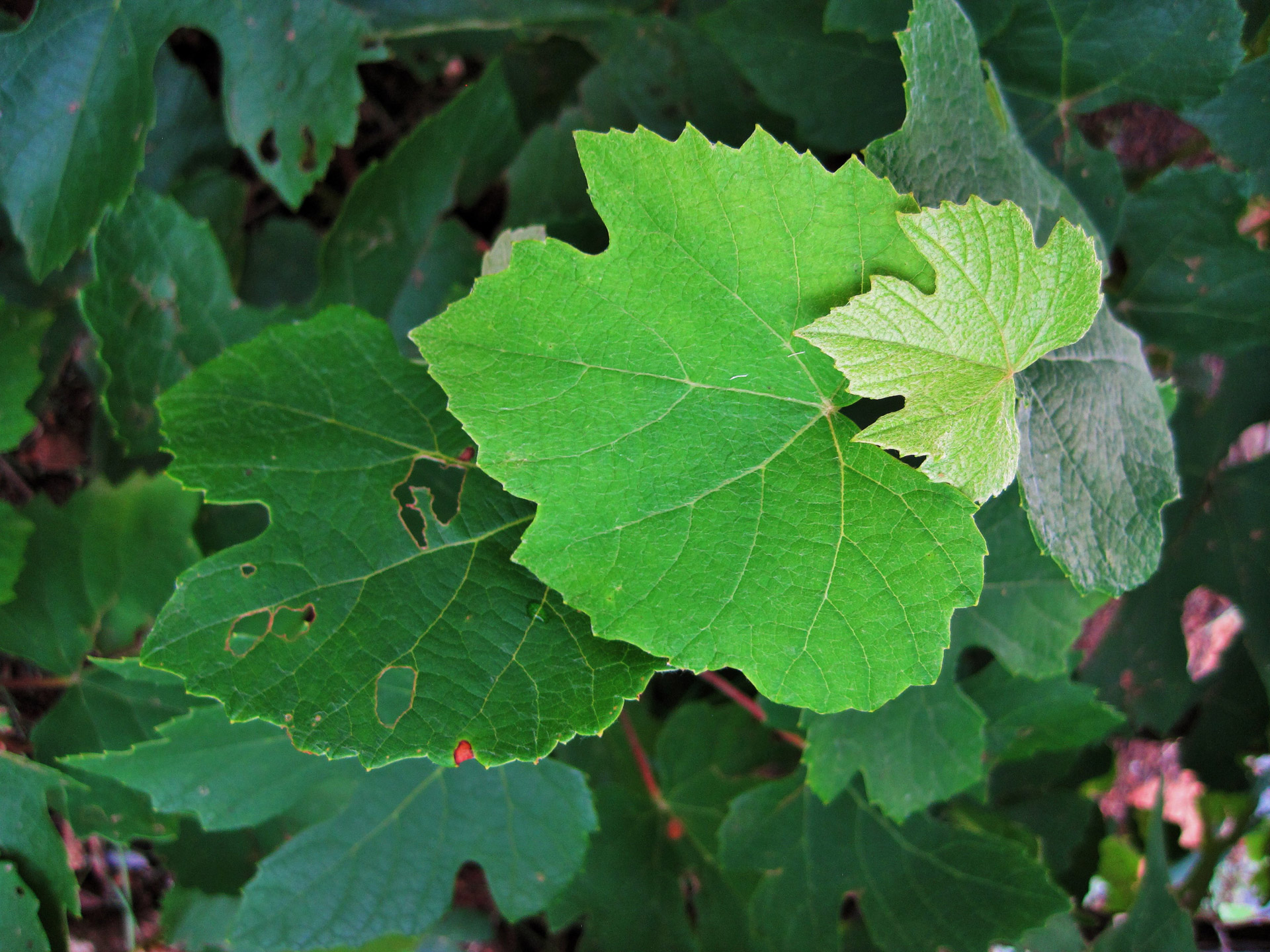 leaves grape vine free photo