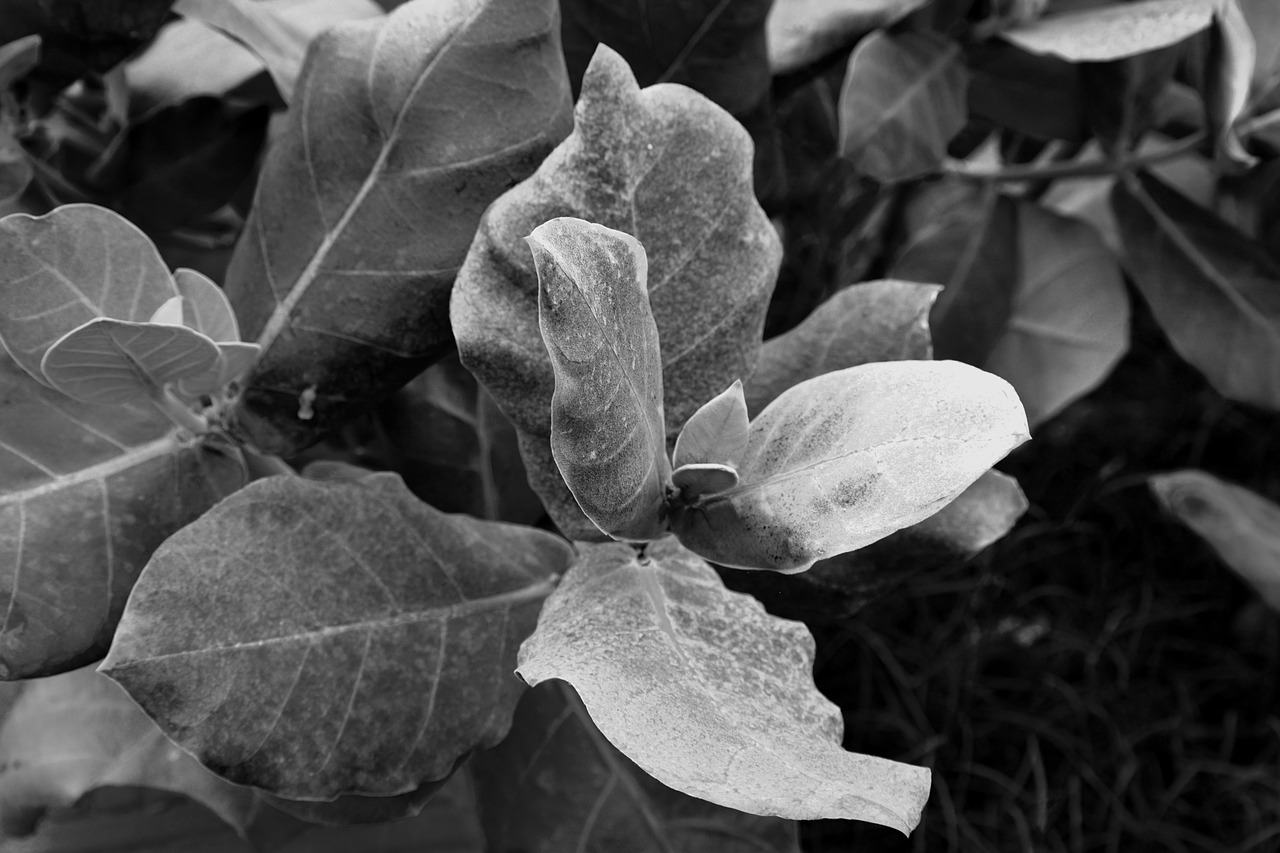 shades of leaves big leaves monochrome free photo