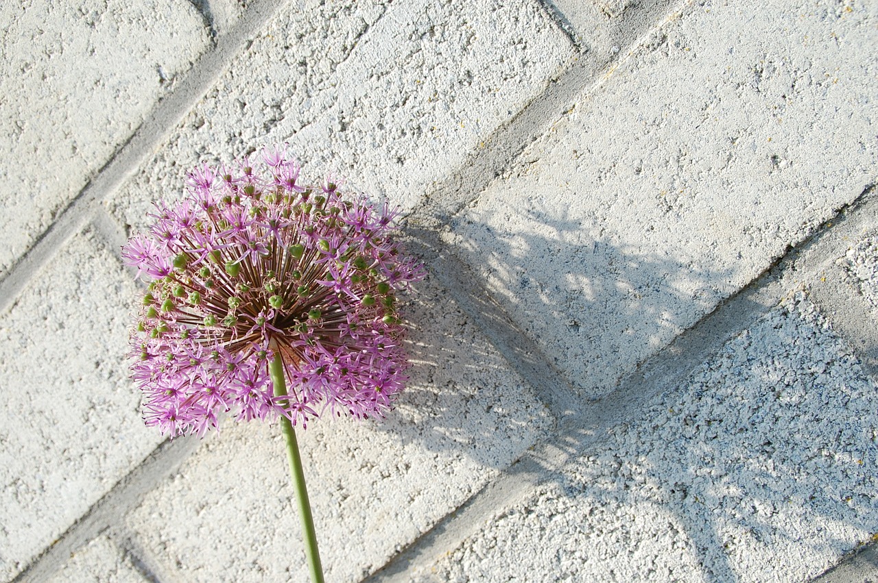 shadow flower light free photo