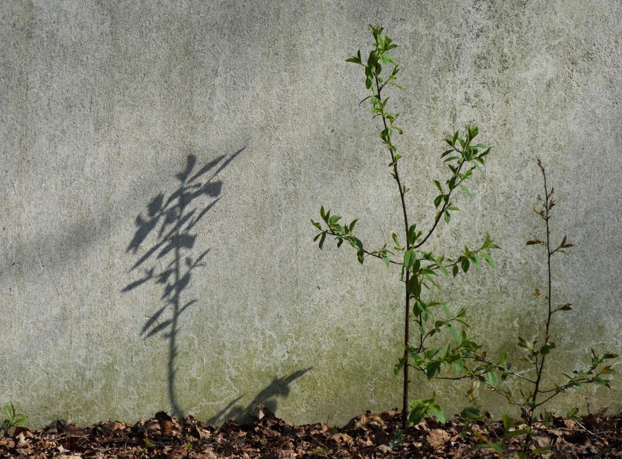 shadow sun tree free photo