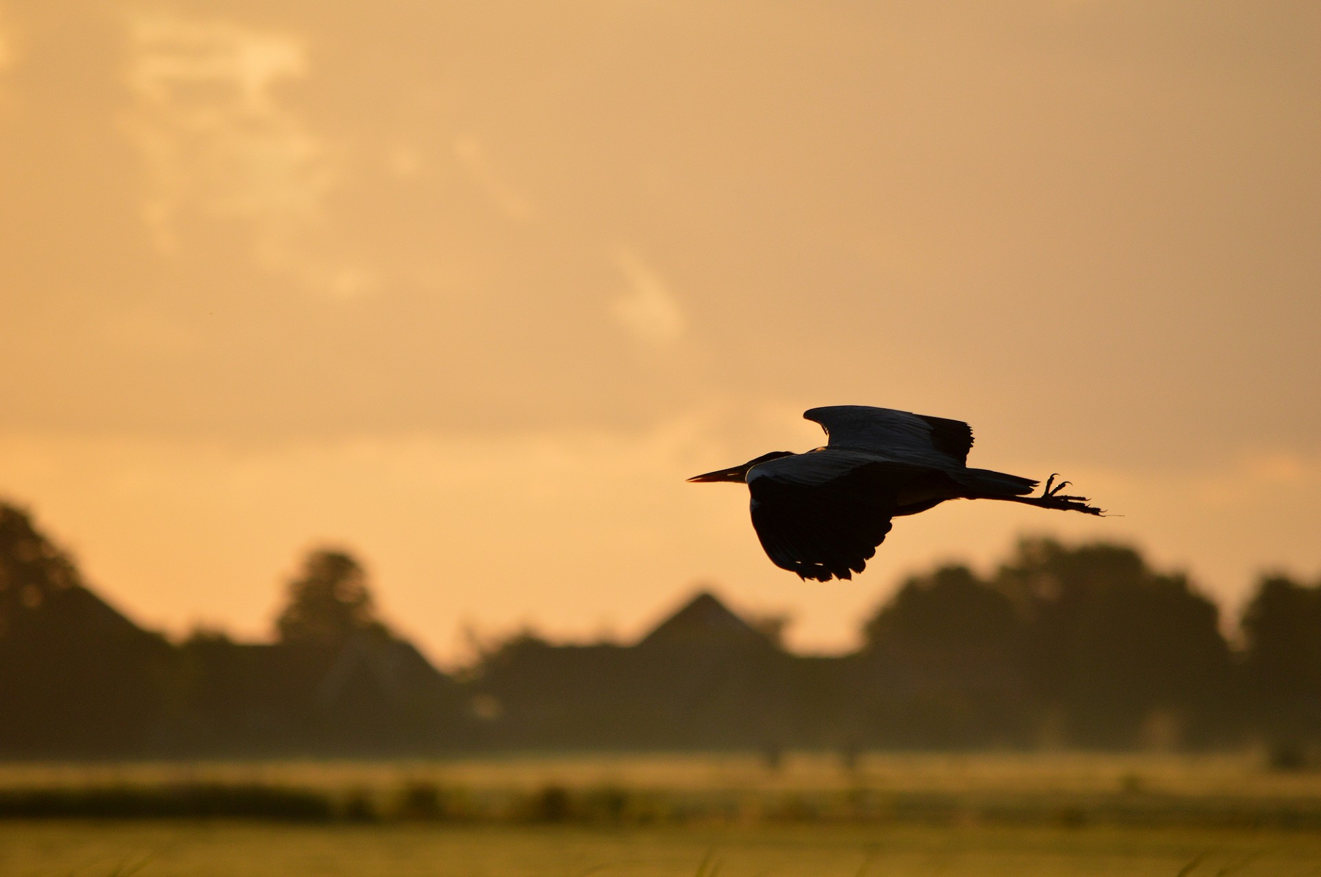 heron bird evening free photo