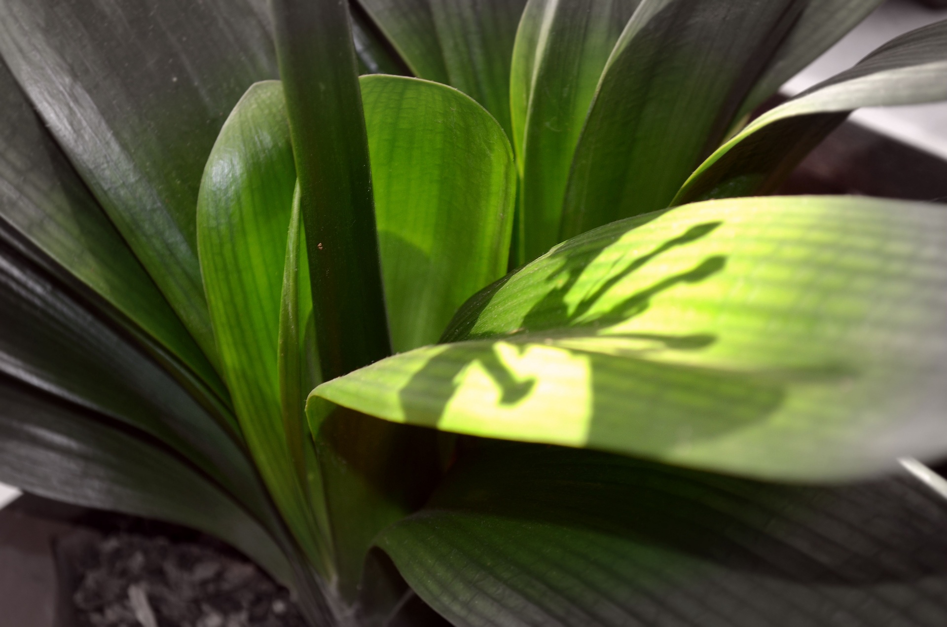 flowers houseplant sunlight free photo