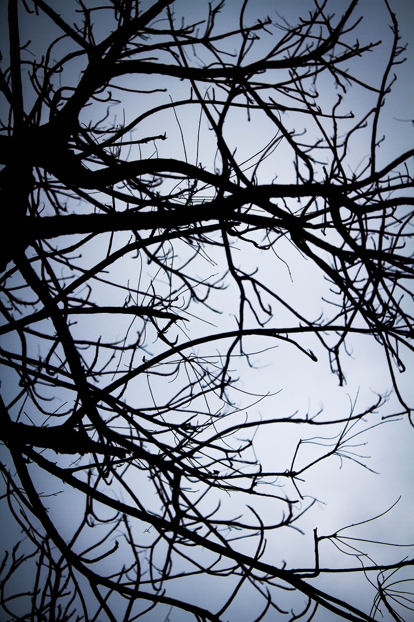 shadow twigs lonely free photo