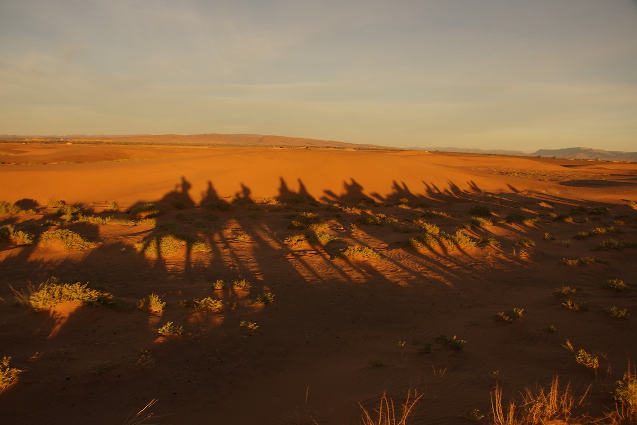 shadow camel desert free photo